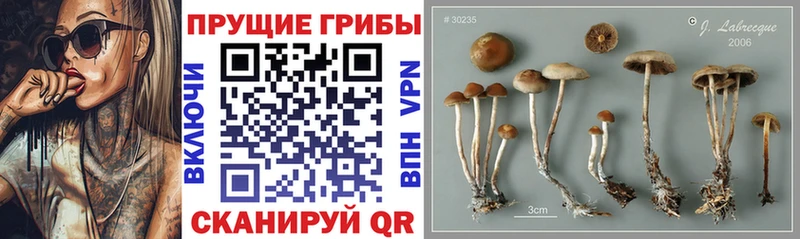 Галлюциногенные грибы Psilocybe  маркетплейс телеграм  Сретенск 